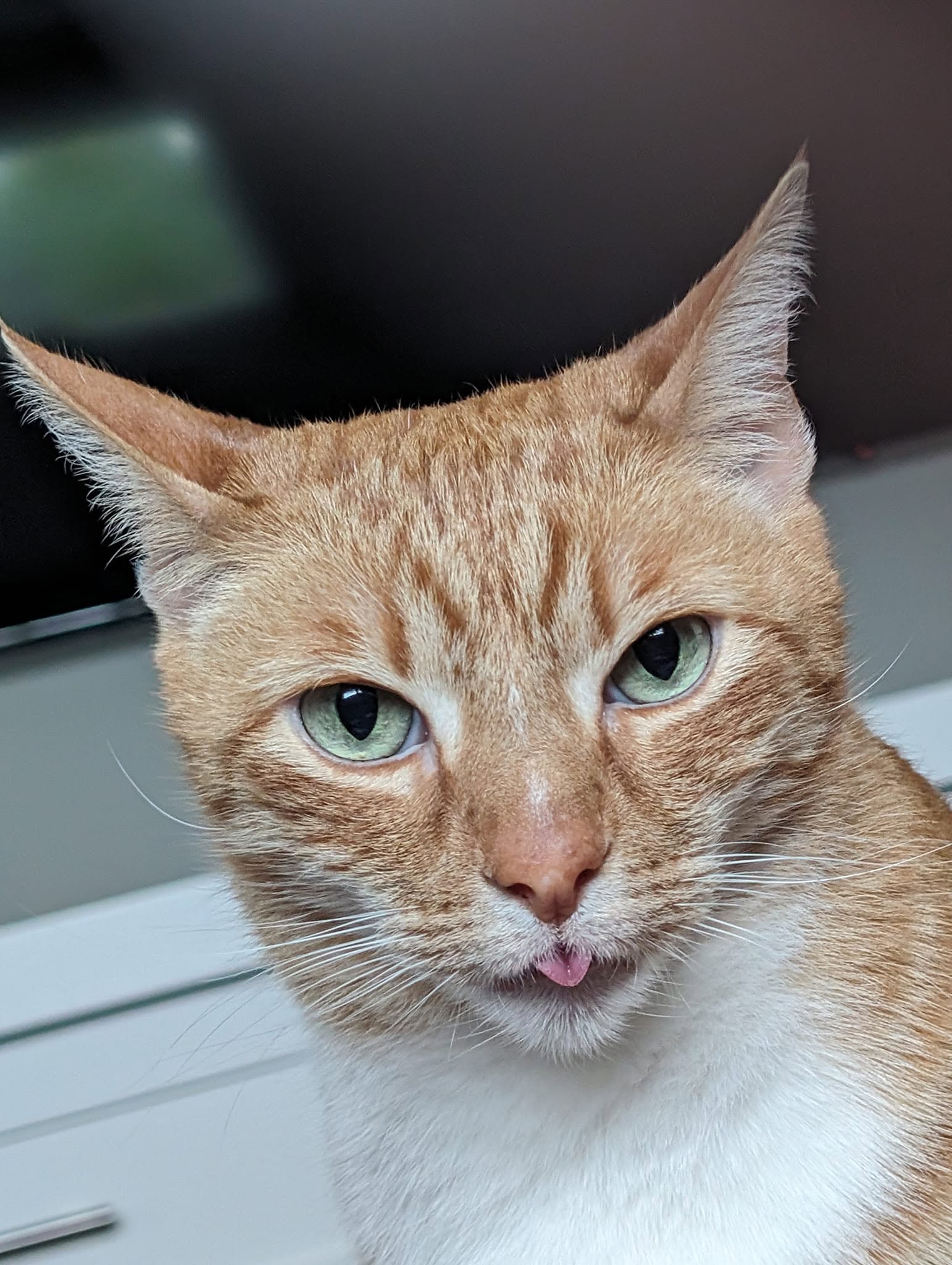 Freddie Meowcury, an orange tabby cat